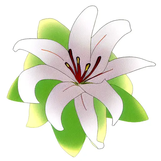 Lily Flower With A Star In The Center Of The Flower