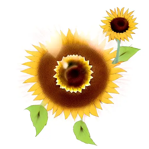 Petals Falling Away From Sunflower