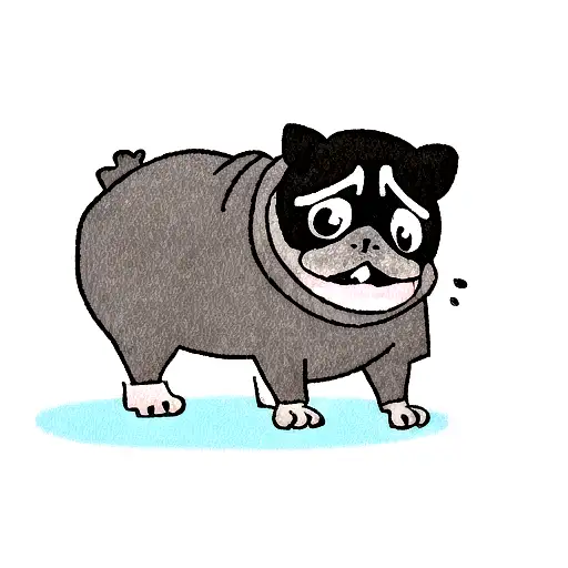 Black Pug