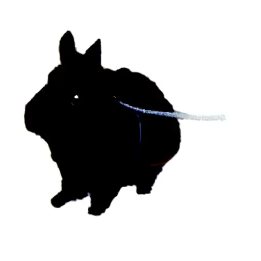 A Black Rabbit On A Leash