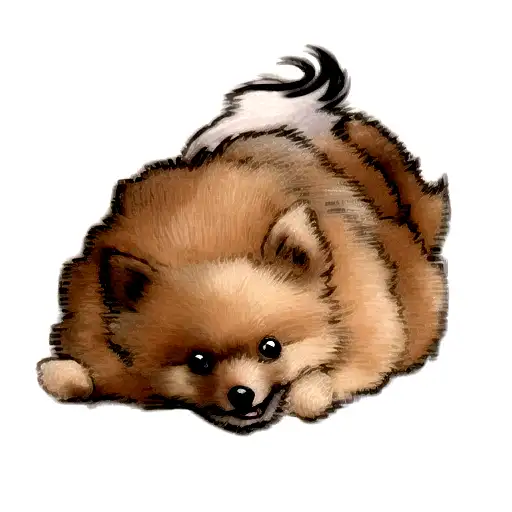 A Pomeranian Dog