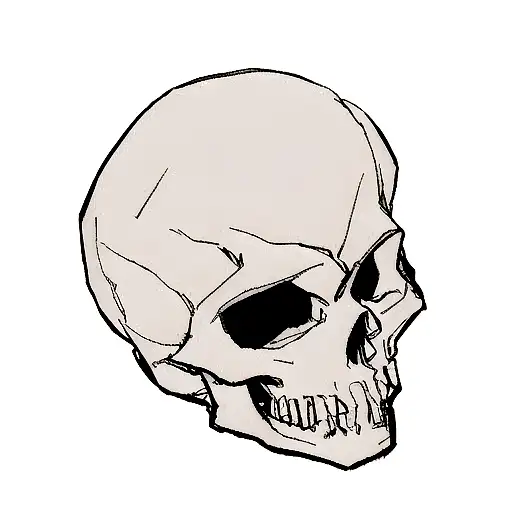 Skull