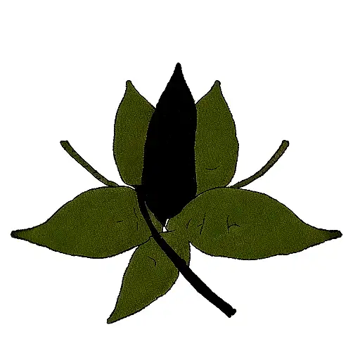 Two Leaves On A Black Background