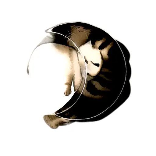 A Cat Sleeping On The Moon