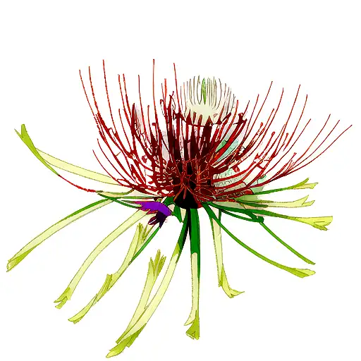 Spider Lily With Fox