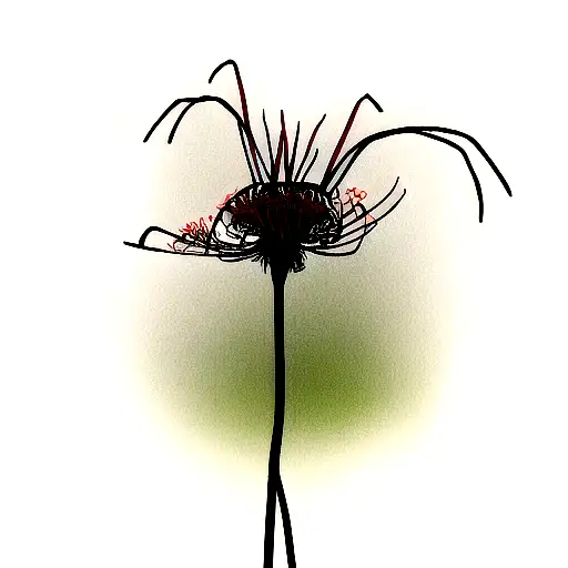 Black And Red Spider Lily With A Stem