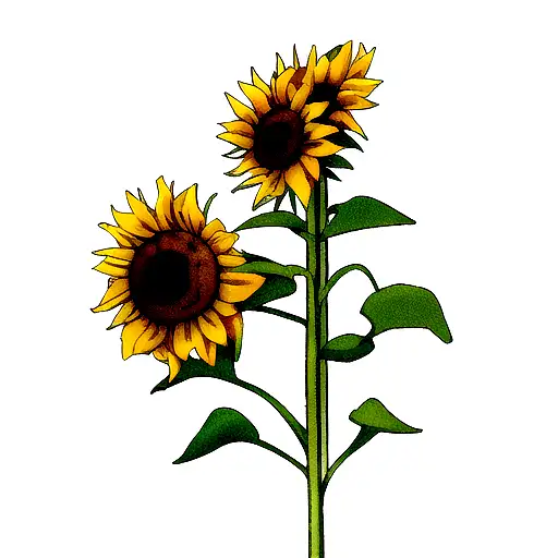 Sunflower With Credere
