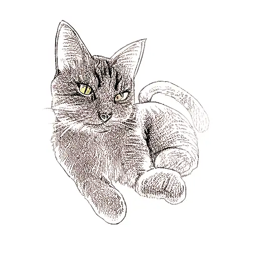 A Cat