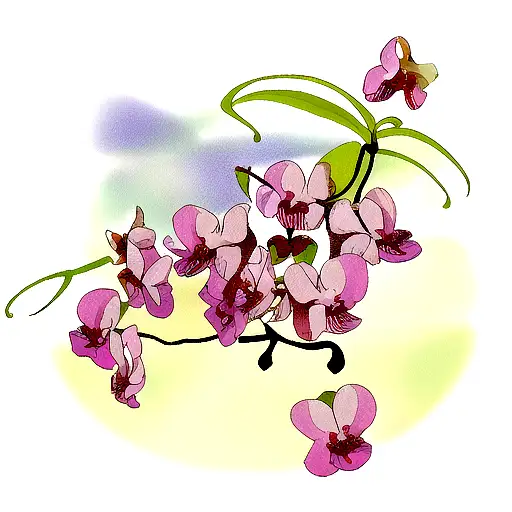 Orchid