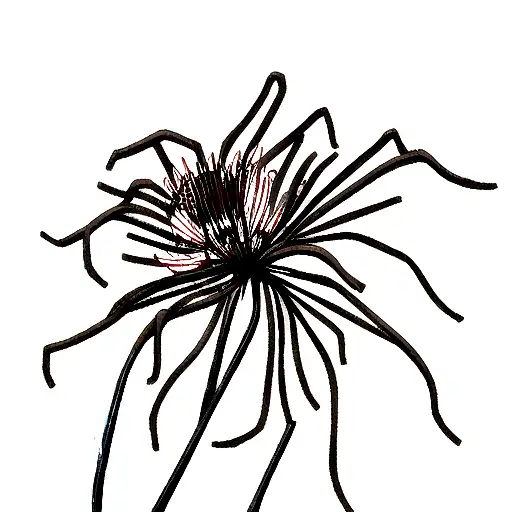 Spider Lily