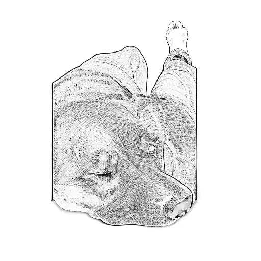 A Dog Sleeping On A Person's Leg