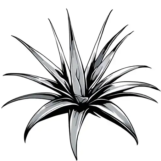 Aloe Plant Color Simple Pretty