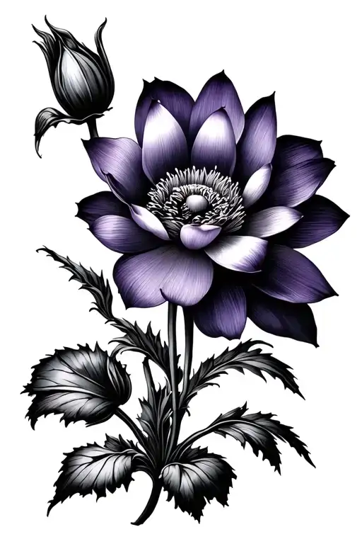 Poppy And Violet Flower Blooming Lotus Flower