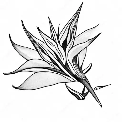 Bird Of Paradise Plant With A Long Flowing Plant Stem