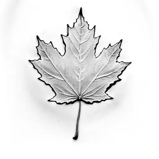 Maple Leaf With Maple Seed