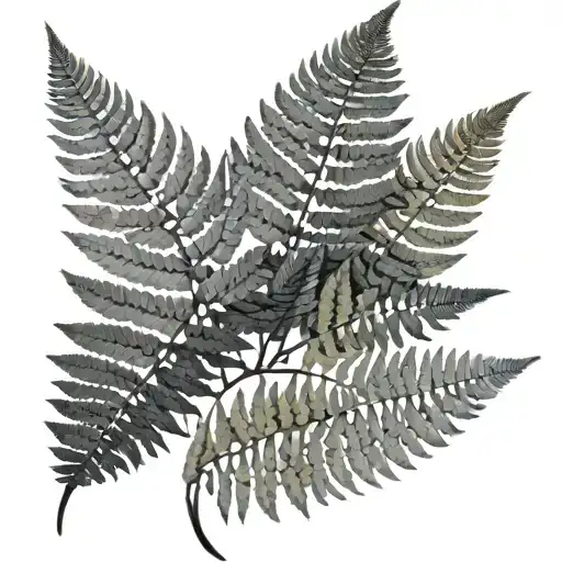 Fern Leaf