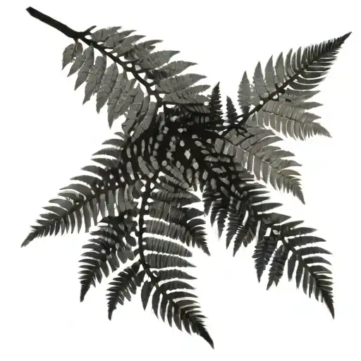 Silver Fern Growing Into Tree