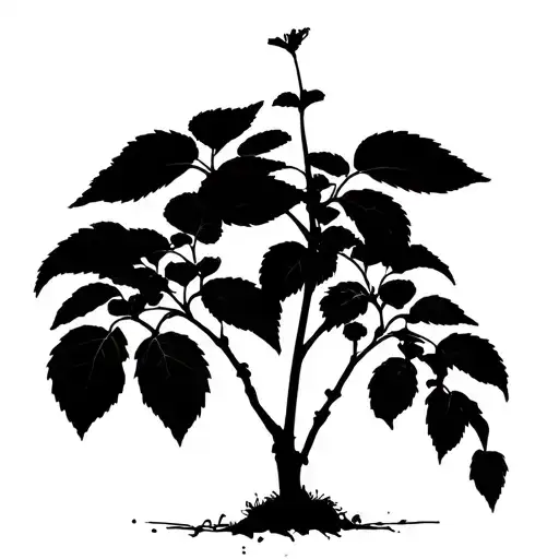 Silhouette Of Baby Plant Growing And Casting A Shadow Of A Mature Grown Plant