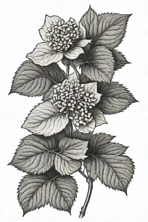 Strawberry Hydrangea