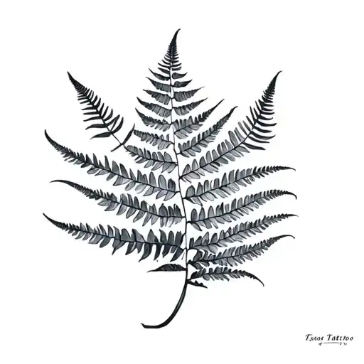 Fern