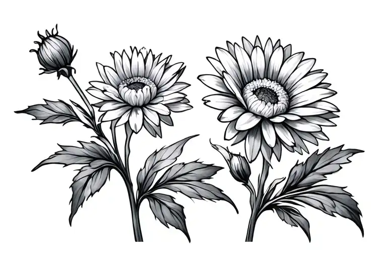 Chrysanthemum Flower And Aster Flower