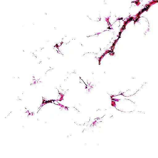 Japanese Cherry Blossoms