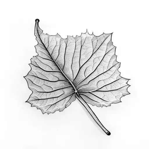 Sycamore Leaf