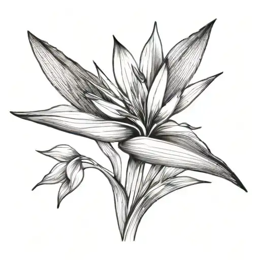 Birds Of Paradise Flower Simple Line Drawing