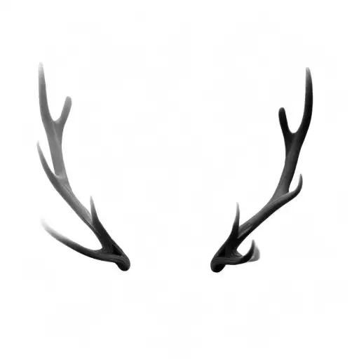 Two Deer Antlers