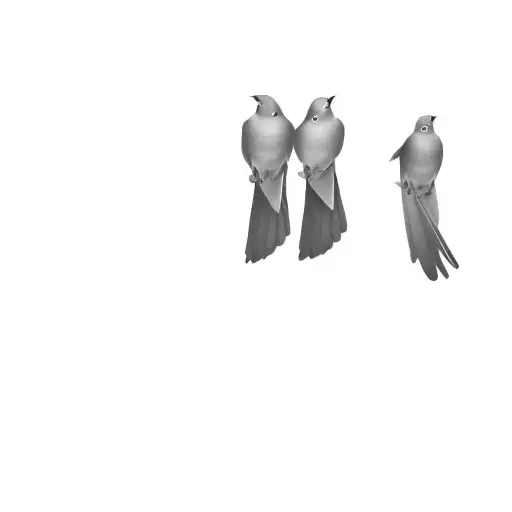 A Pair Of Pigeons On A Black Background