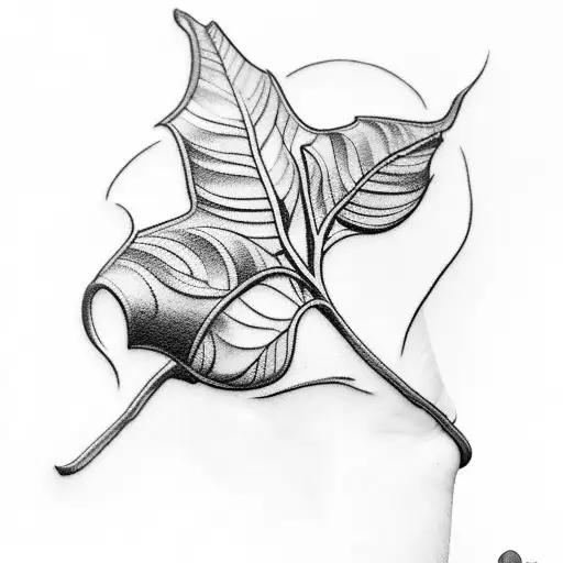 Anturium Clarinervium Leaf