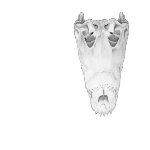 Alligator Skull