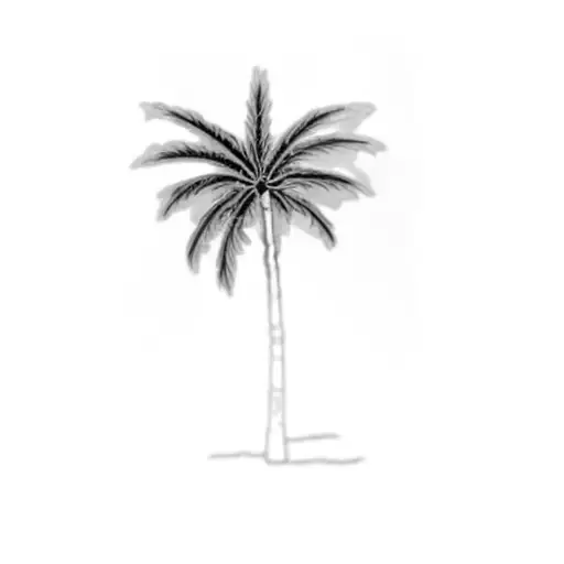 A Palm Tree
