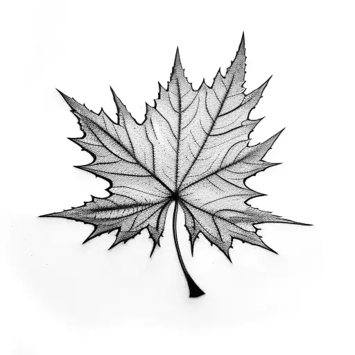 Japanese Maple Leaf Branch