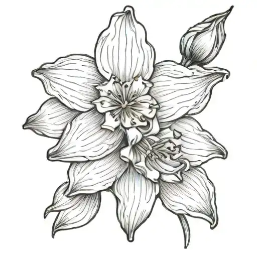 Daffodil Flowers Water Lily Cosmo Flower Cosmo Flower