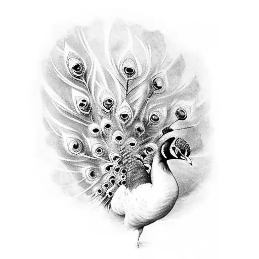 Peacock Bird In A Sprinting Pose