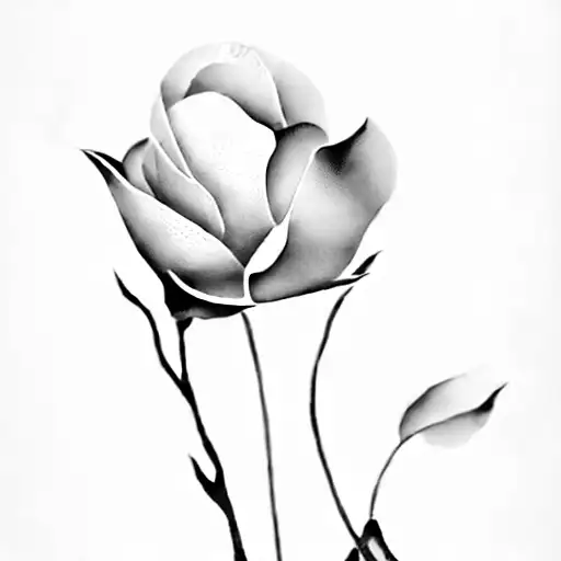 A White Flower On A Black Background