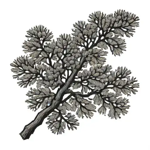Cedar Tree Branch