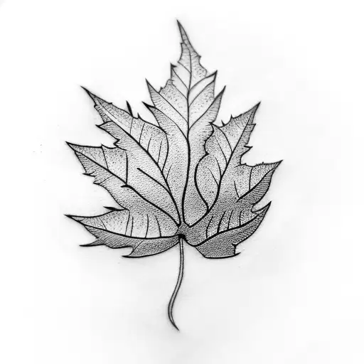 Branch Of Leaf
