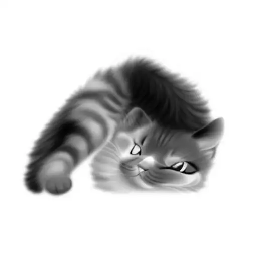 A Cat On A Black Background