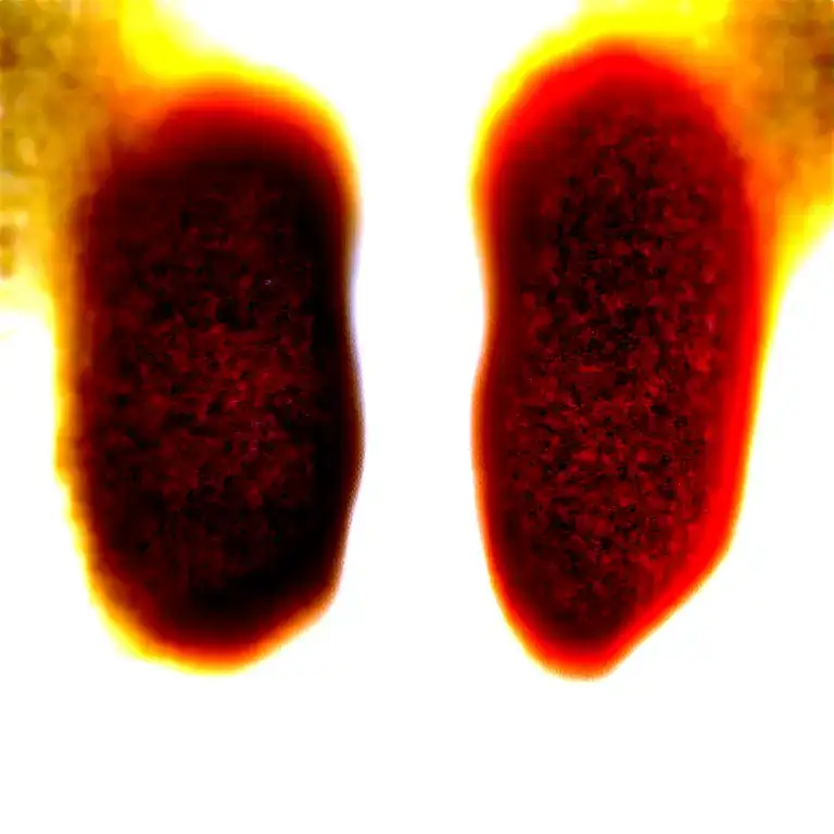 Two Rose Wrapped One Black One Red