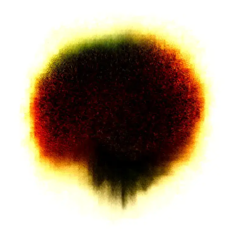 Two Lilys Wrapped One Black One Red Spider Lily