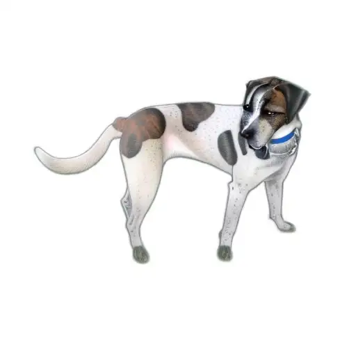 A Dog Standing On A Black Background