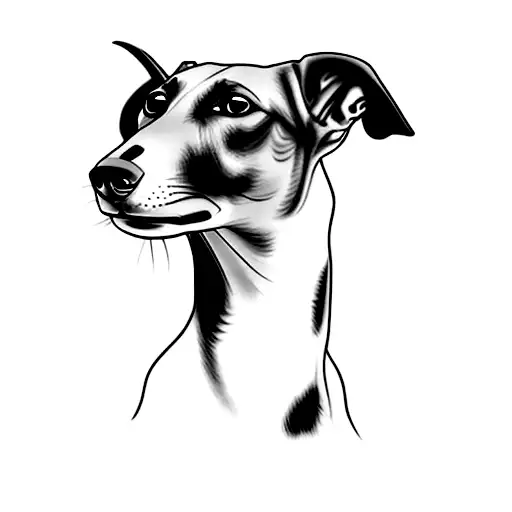 A Greyhound Dog