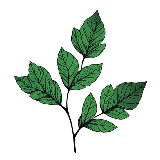 Eucalyptus Leaf And Oak Tree Leaf Intertwined