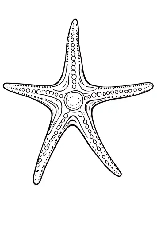 Seashell Starfish Beach Animals