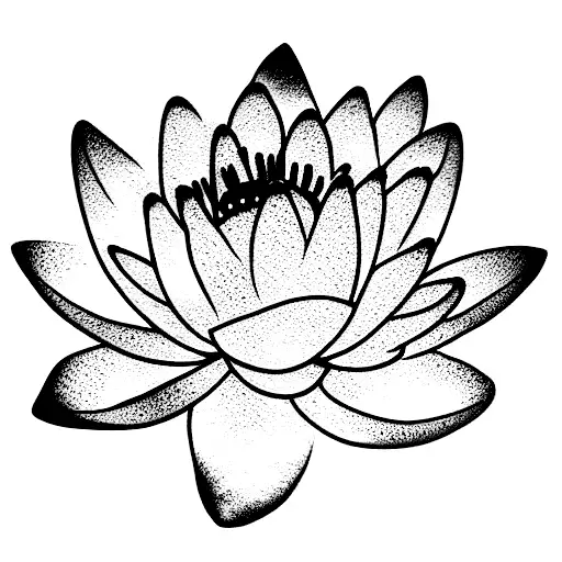 Water Lilly And Light