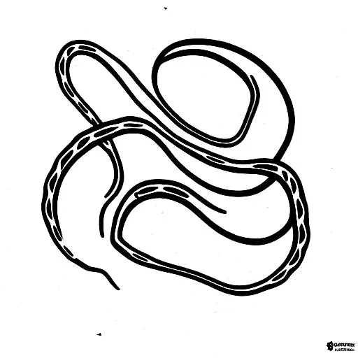A Snake And A Snake Skeleton Forming An Infinity