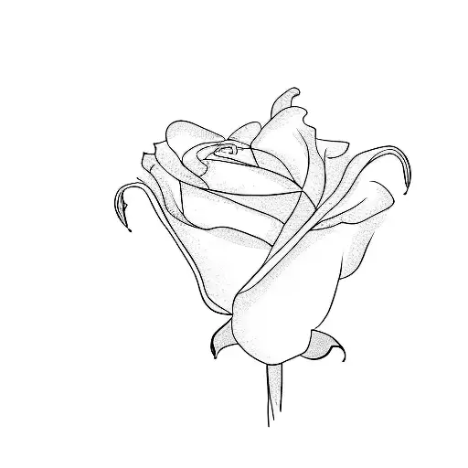 Two Roses On A Black Background