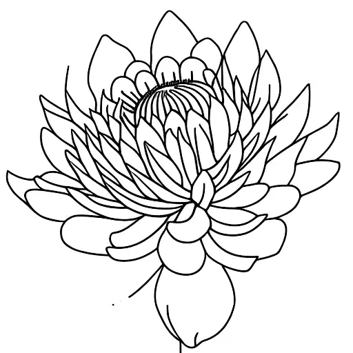 Flower Chrysanthemum Aster Lily Poppy